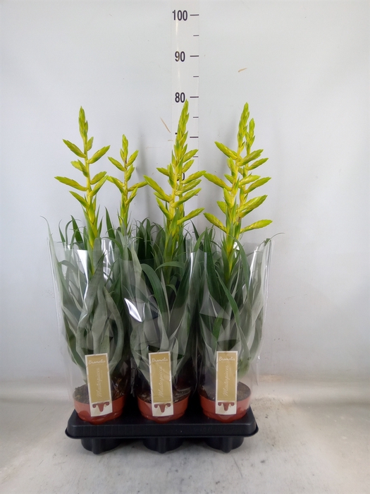 <h4>Tillandsia oerstediana</h4>