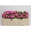 Paeonia Dr A Fleming