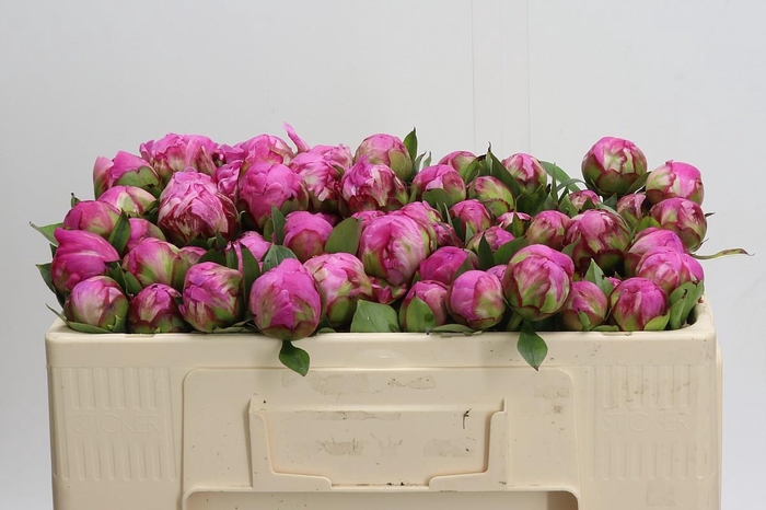 <h4>Paeonia Dr Alexander Fleming</h4>