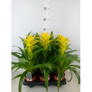 Guzmania  'Desire'