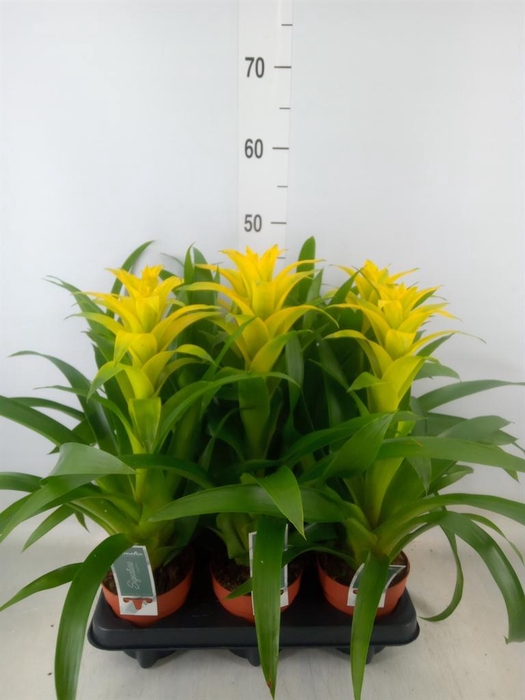 <h4>Guzmania  'Desire'</h4>