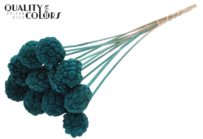 Atta Fruit on stem Bleached Turquoise