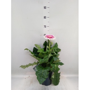 Gerbera  'Landscape'   ...mix