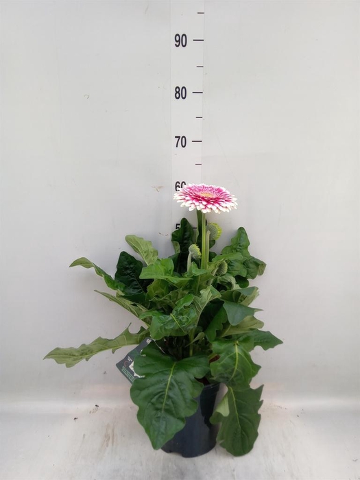 <h4>Gerbera  'Landscape'   ...mix</h4>