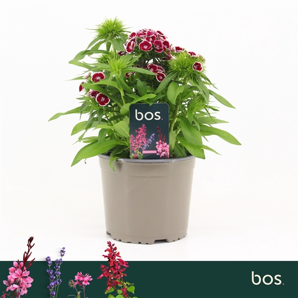 <h4>Dianthus Barbatus, Dart Red White Picotee</h4>