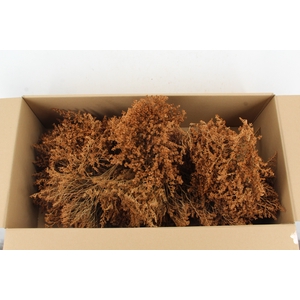 DF Gonio Tataricum Bs Caramel 30cm