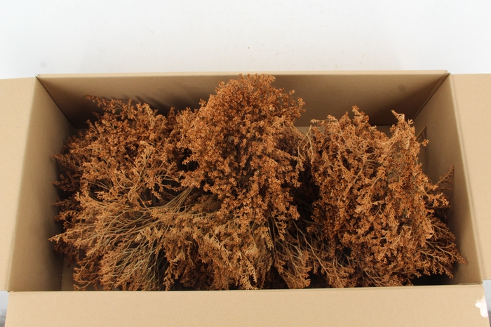 <h4>DF Gonio Tataricum Bs Caramel 30cm</h4>