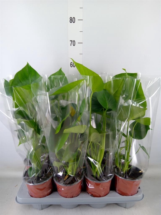 <h4>Monstera delic.</h4>