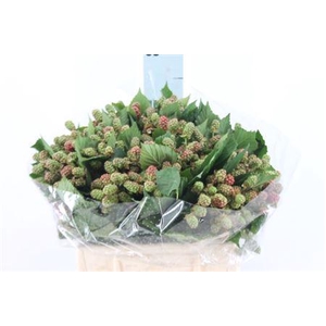 Braam Rubus 40 Cm