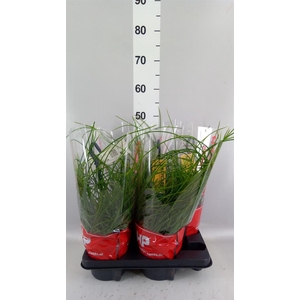Rhipsalis floccosa