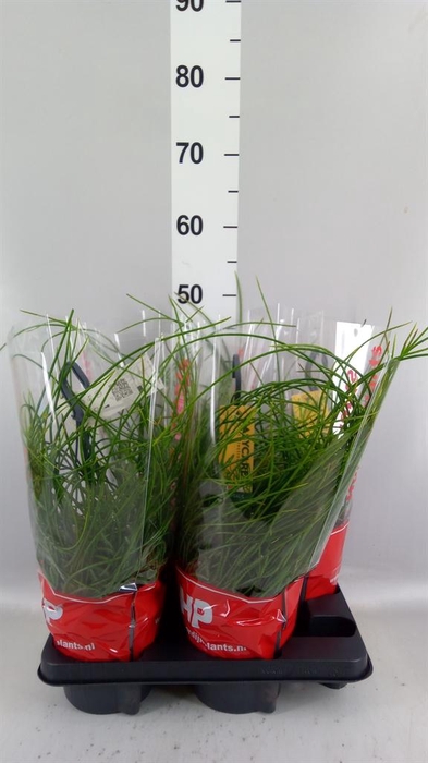 <h4>Rhipsalis floccosa</h4>