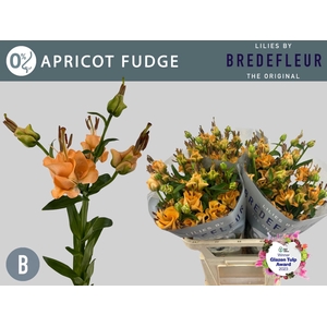 Li La Apricot Fudge 3+ Bredefleur