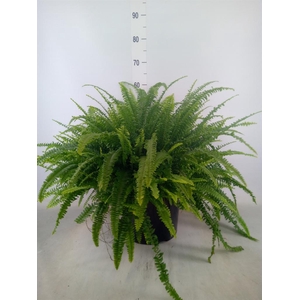Nephrolepis exal. 'Green Lady'