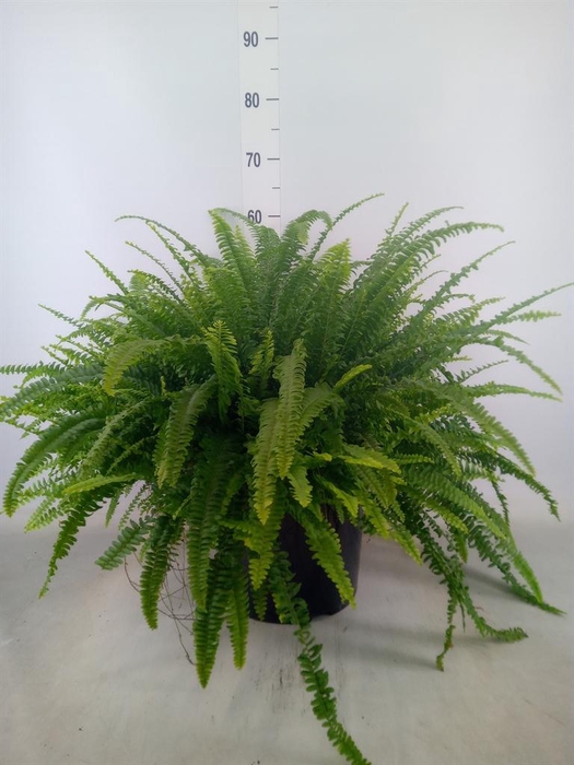 <h4>Nephrolepis exal. 'Green Lady'</h4>