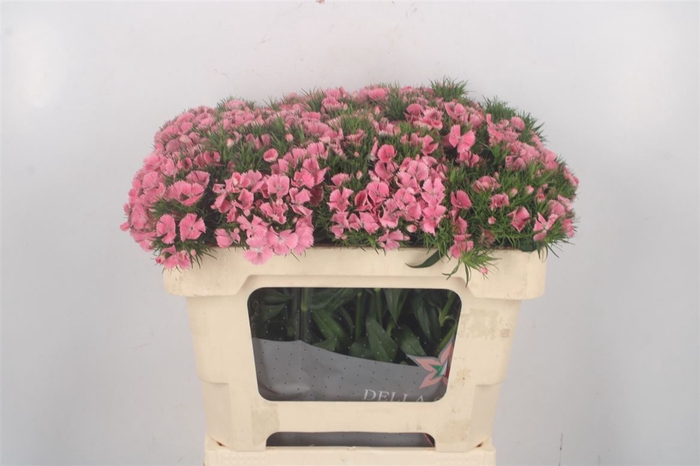<h4>Di Barb Breanthus Tsaar Pink</h4>