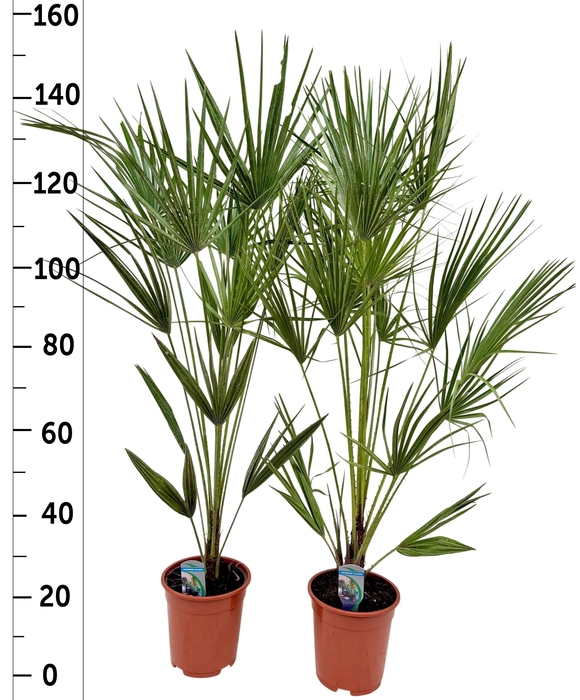 <h4>CHAM HUMILIS</h4>