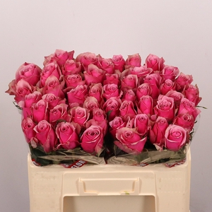 R GR MAJESTIC ATHENA