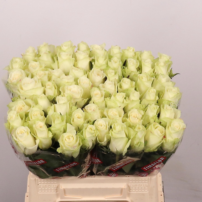 <h4>R GR ATHENA</h4>