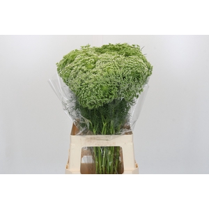Ammi Visnaga