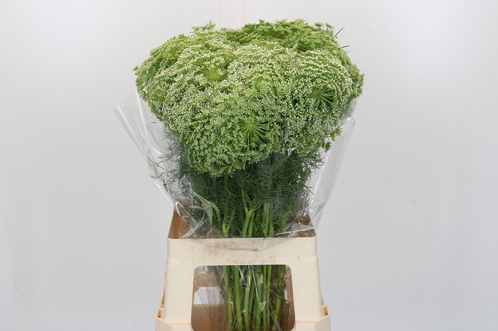 <h4>Ammi Visnaga</h4>