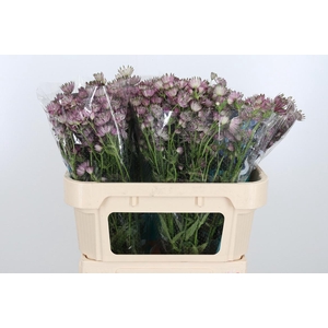 Astrantia Star Of Africa