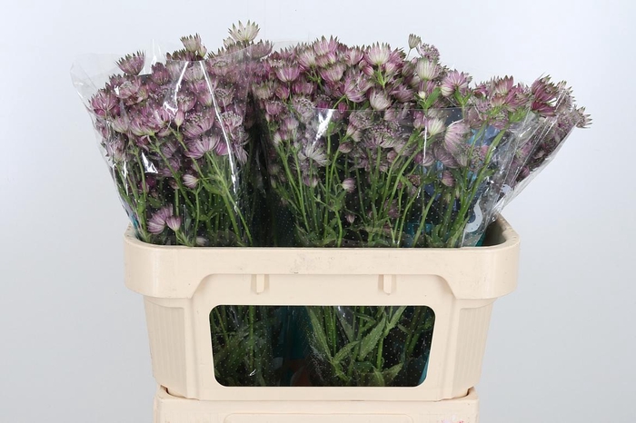 <h4>Astrantia Star Of Africa</h4>