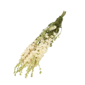 Dried flowers Delphinium 60cm