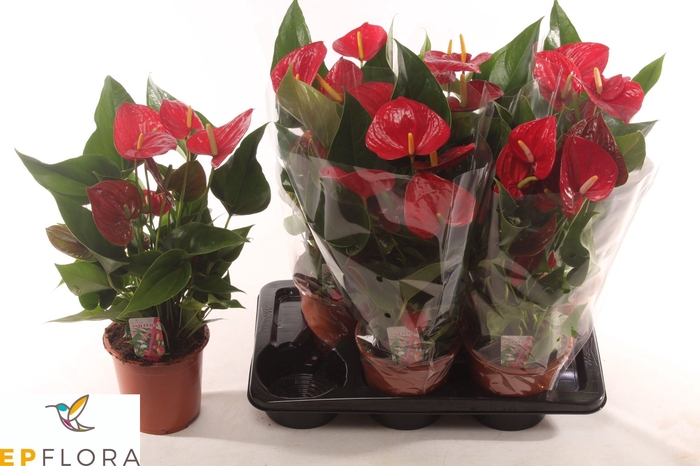 <h4>ANTHU AN RED EXPLOSI</h4>