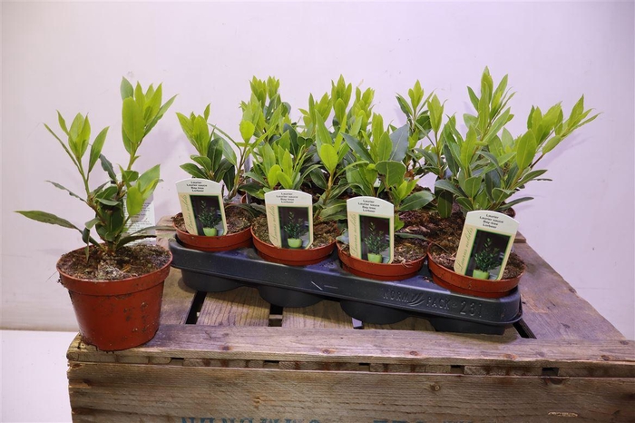 <h4>Lau Nobilis</h4>