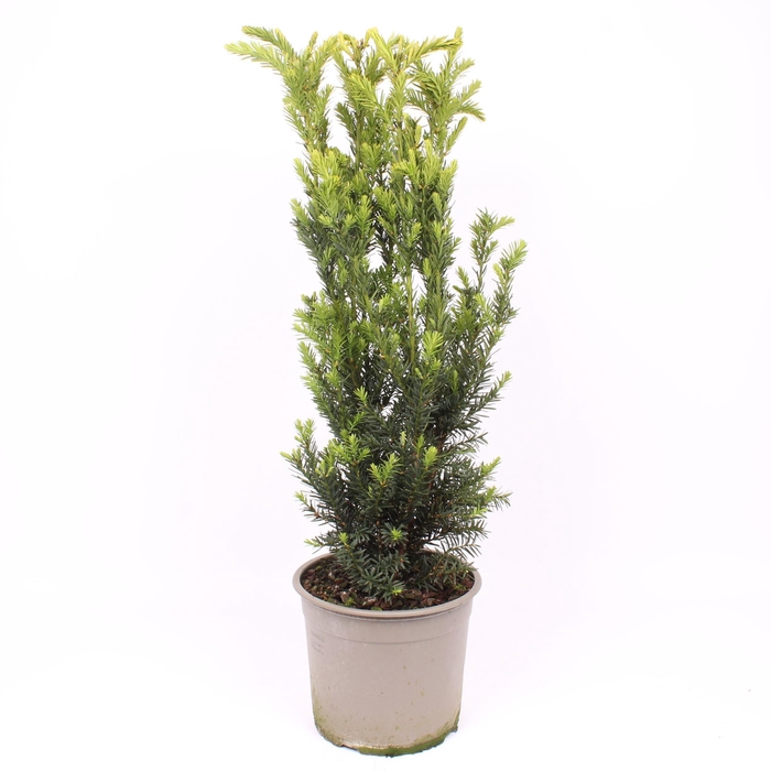 <h4>Taxus media 'Hillii'</h4>
