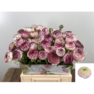 RAN ANDREA CAPPUCCIN