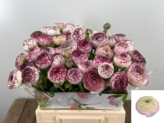 <h4>RAN ANDREA CAPPUCCIN</h4>