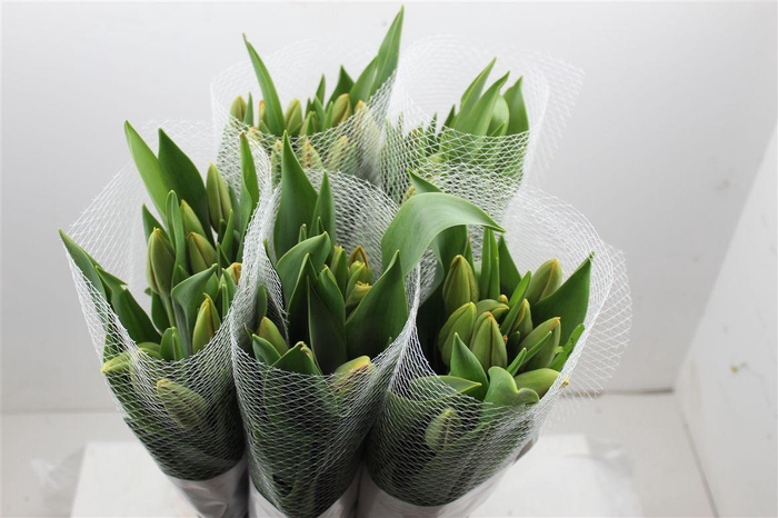 <h4>Tu Fr En Avignon</h4>