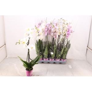 PHAL GEM 5 KL