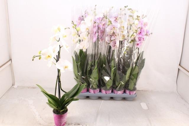 <h4>PHAL GEM 5 KL</h4>