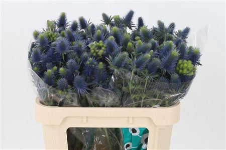 <h4>Eryngium Supernova Qstar</h4>