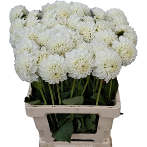 Dahlia Ice Ice Baby EPM Loos