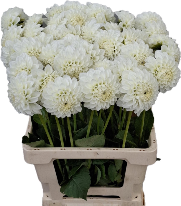 <h4>Dahlia Ice Ice Baby EPM Loos</h4>
