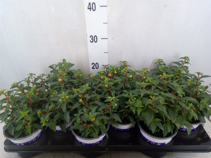 <h4>Fuchsia  'Bella Fuchsia Sacha'</h4>
