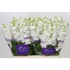 Matthiola incana StoX White