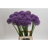 Allium  'Pinball Wizard'