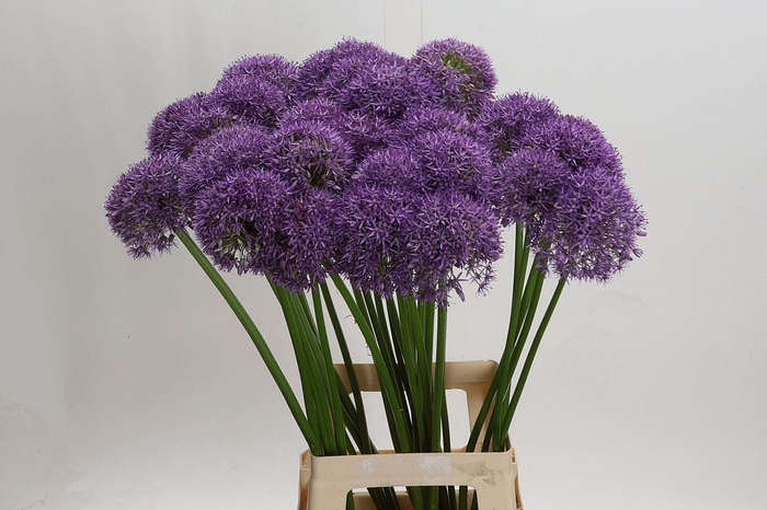 <h4>Allium  'Pinball Wizard'</h4>
