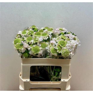 Scabiosa Vanilla B Scoop Rozelman Ziv