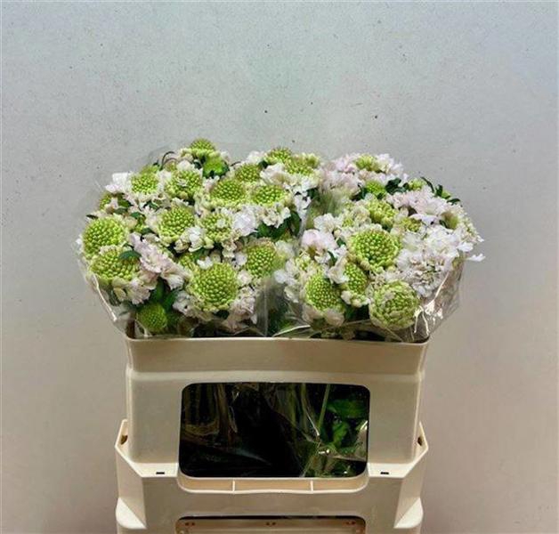 <h4>Scabiosa Vanilla B Scoop Rozelman Ziv</h4>