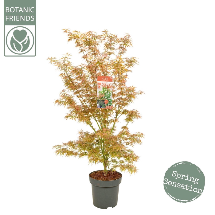 <h4>Acer palmatum Jerre Schwartz</h4>