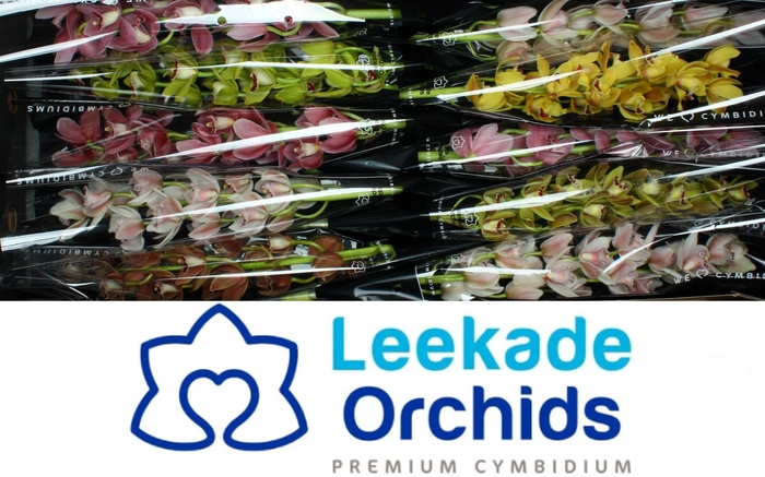 <h4>CYMB MI GEM</h4>