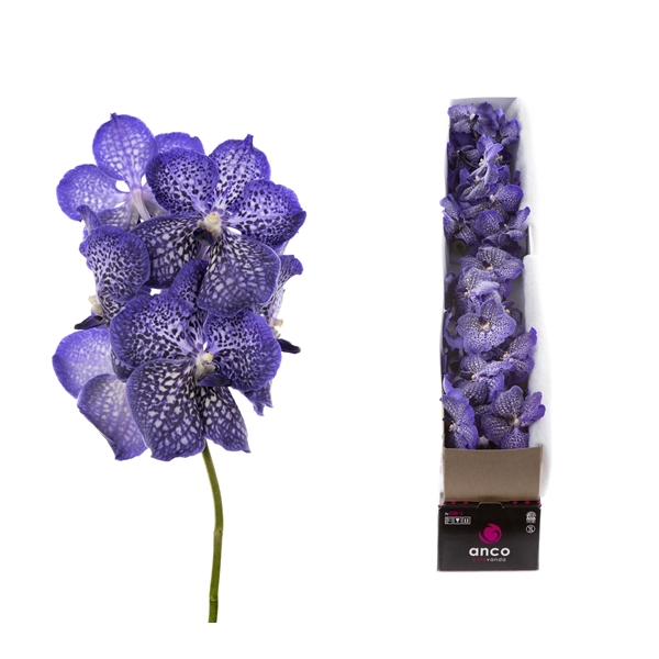 <h4>Vanda Sapphire X4</h4>