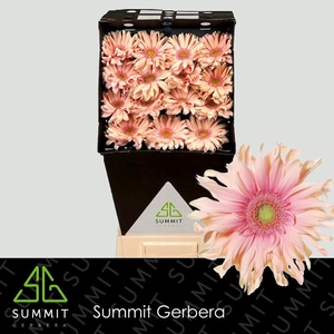 Gerbera Pasta Rosata Diamond