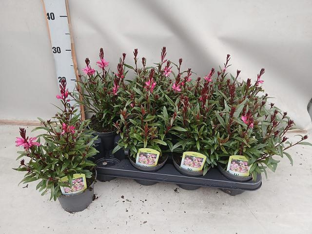 <h4>GAUR LI BE DARK PINK</h4>