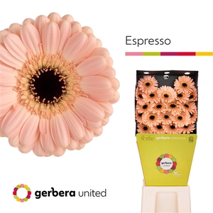 GE MI Espresso
